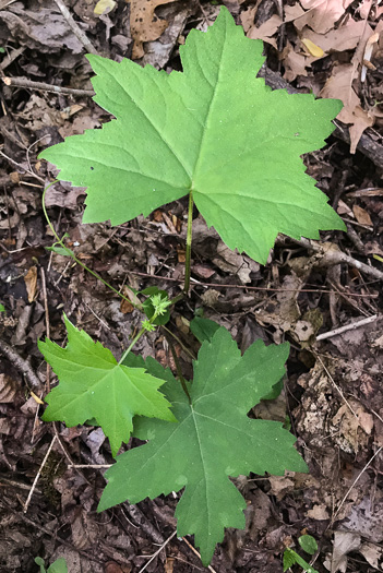 Mapleleaf Waterleaf