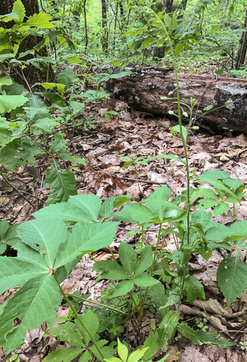 image of Borodinia canadensis, Canada Rockcress, Sicklepod