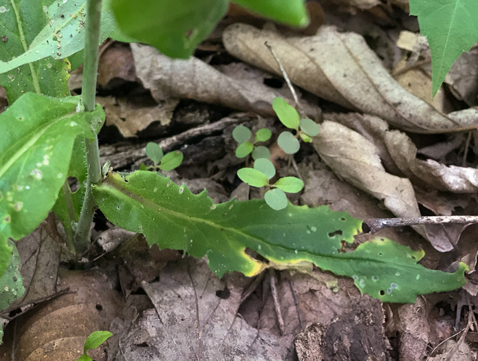 image of Borodinia canadensis, Canada Rockcress, Sicklepod