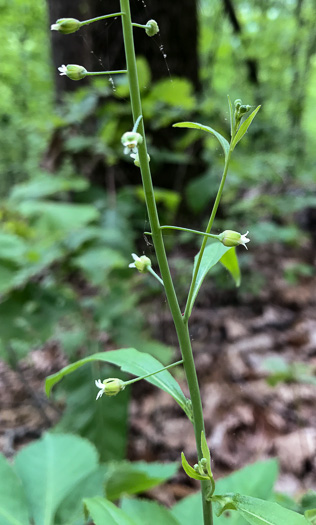 image of Borodinia canadensis, Canada Rockcress, Sicklepod