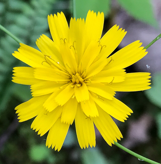 Hieracium venosum, Rattlesnake Hawkweed, Rattlesnake Weed, Veiny Hawkweed