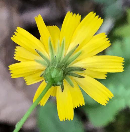 Hieracium venosum, Rattlesnake Hawkweed, Rattlesnake Weed, Veiny Hawkweed