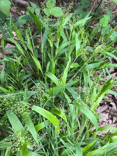 image of Dichanthelium laxiflorum, Open-flower Witchgrass, Open-flower Rosette Grass