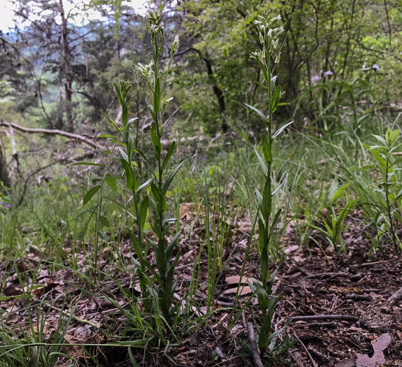 image of Borodinia missouriensis, Missouri Rockcress