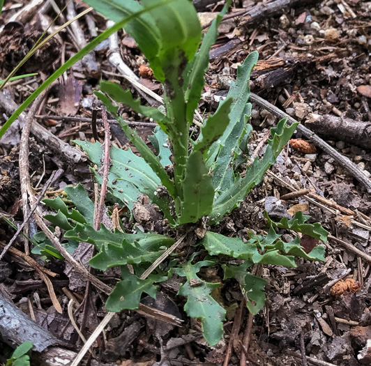 image of Borodinia missouriensis, Missouri Rockcress