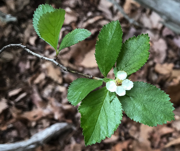 Oneflower Hawthorn