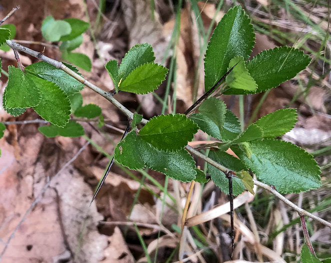 image of Crataegus uniflora, Oneflower Hawthorn, Dwarf Haw