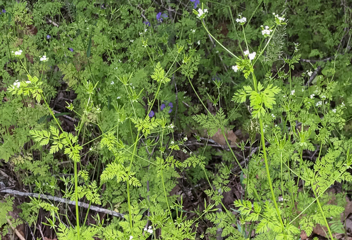 image of Chaerophyllum tainturieri, Southern Chervil, Wild Chervil, Hairyfruit Chervil