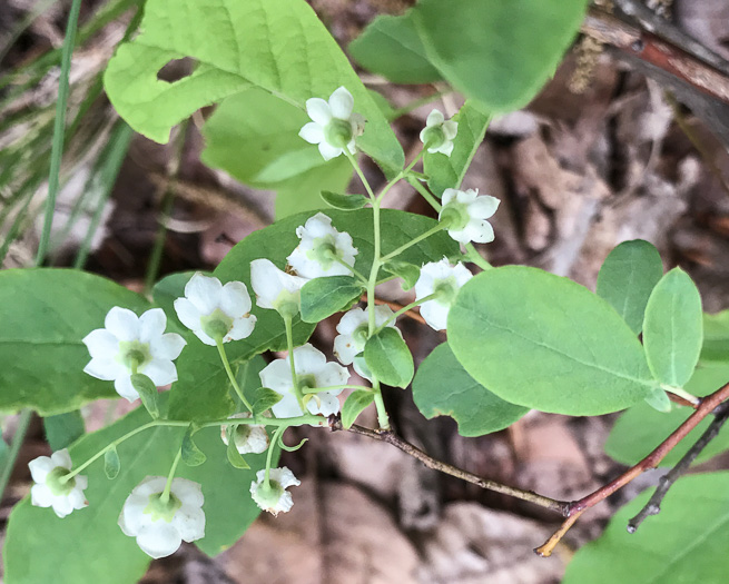 image of Vaccinium stamineum var. 2, Appalachian Deerberry