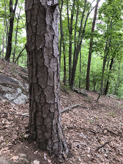 image of Pinus echinata, Shortleaf Pine, Yellow Pine, Rosemary Pine