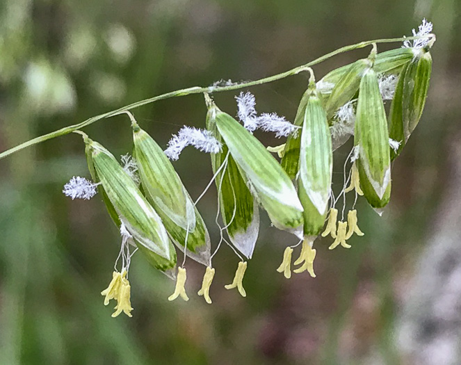 spikelet