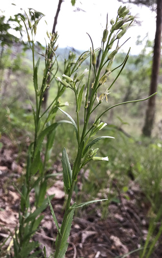 image of Borodinia missouriensis, Missouri Rockcress