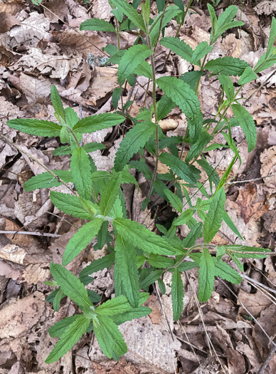 image of Eupatorium album, White Boneset, White-bracted Thoroughwort, White Thoroughwort, White Eupatorium