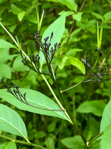 panicle