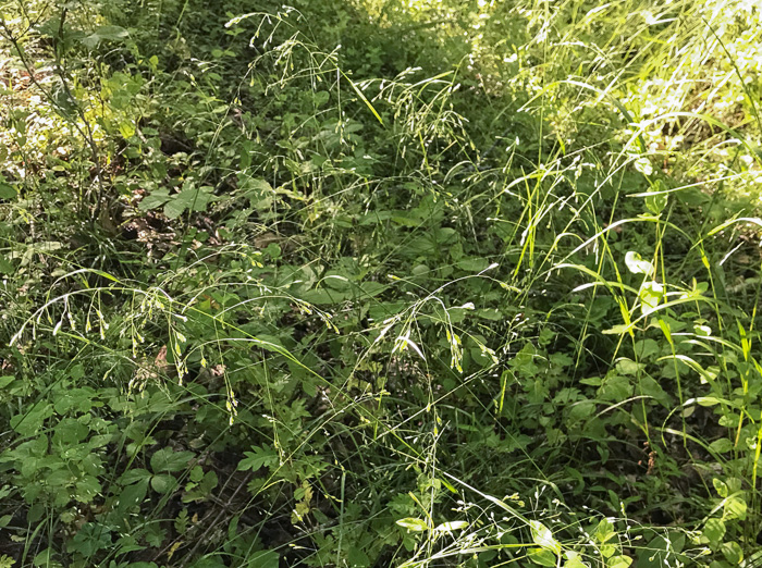 image of Poa autumnalis, Autumn Bluegrass