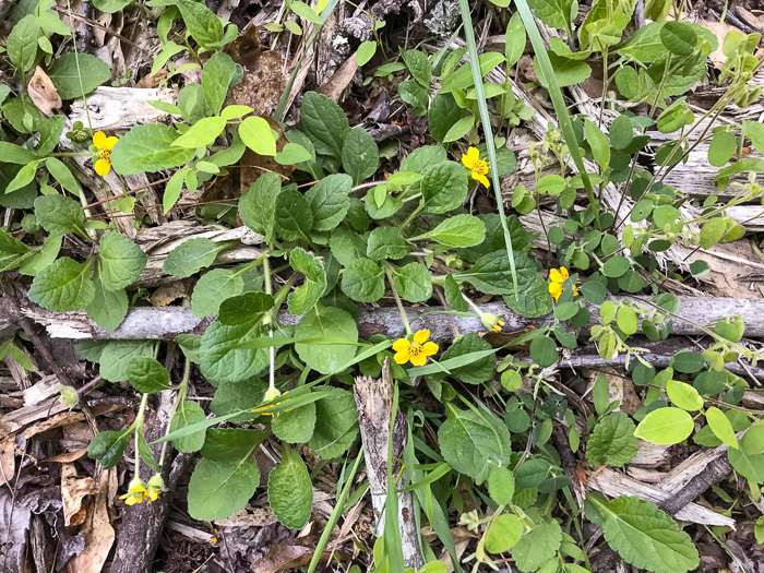 image of Chrysogonum repens, Carolina Green-and-gold