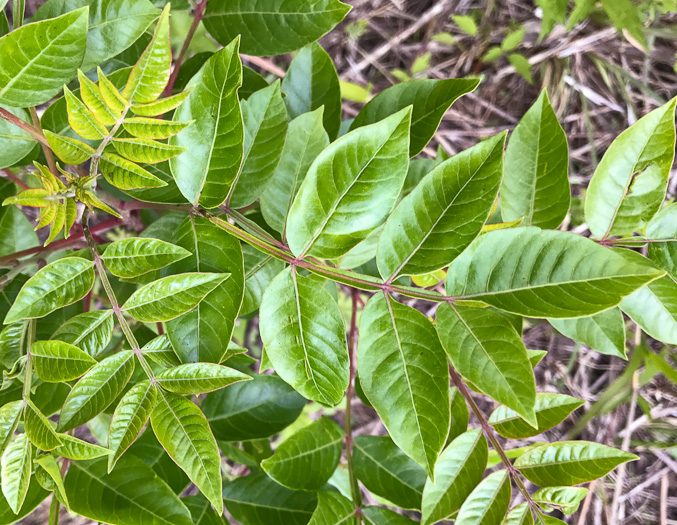 image of Rhus copallinum +, Winged Sumac, Shining Sumac, Dwarf Sumac