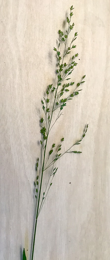 image of Poa autumnalis, Autumn Bluegrass