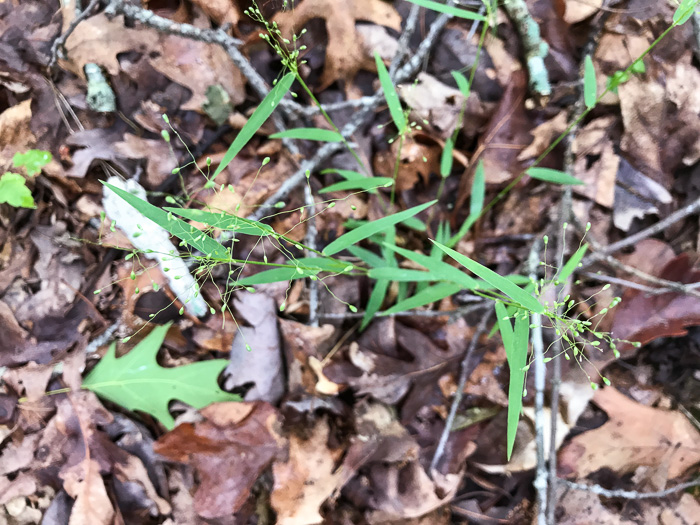 image of Dichanthelium dichotomum var. dichotomum, Forked Witchgrass