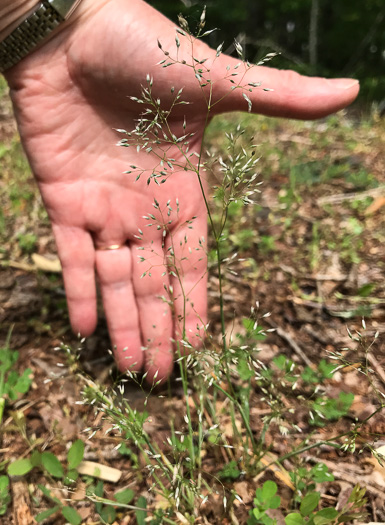 spikelet