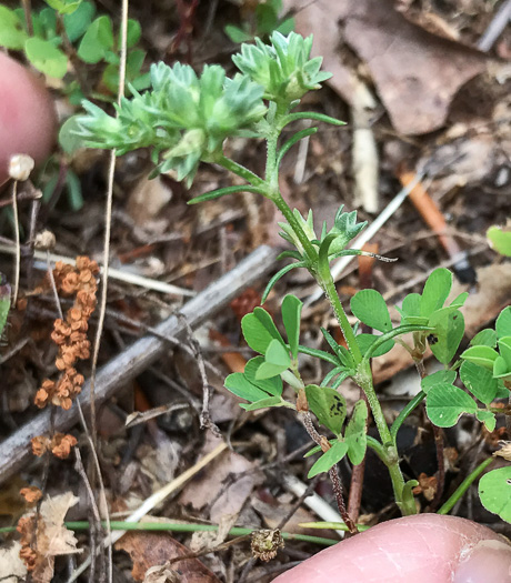 image of Scleranthus annuus ssp. annuus, Knawel, Annual Knawel, Knotgrass