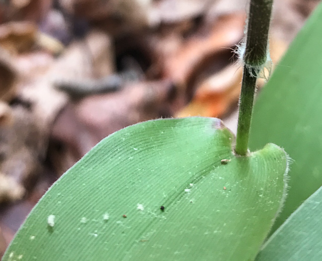 image of Dichanthelium boscii, Bosc's Witchgrass