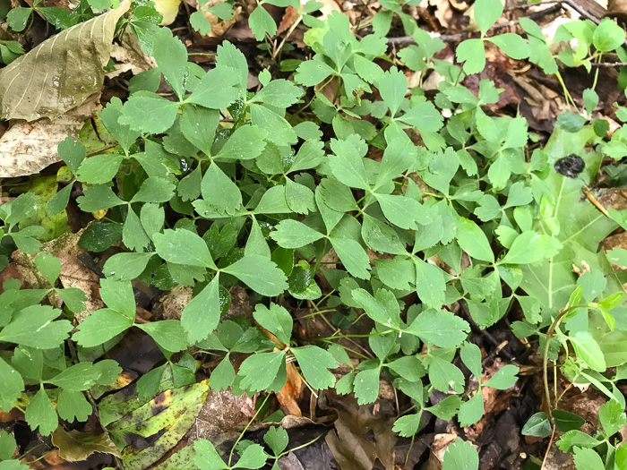 image of Anemone lancifolia, Mountain Anemone, Lanceleaf Anemone