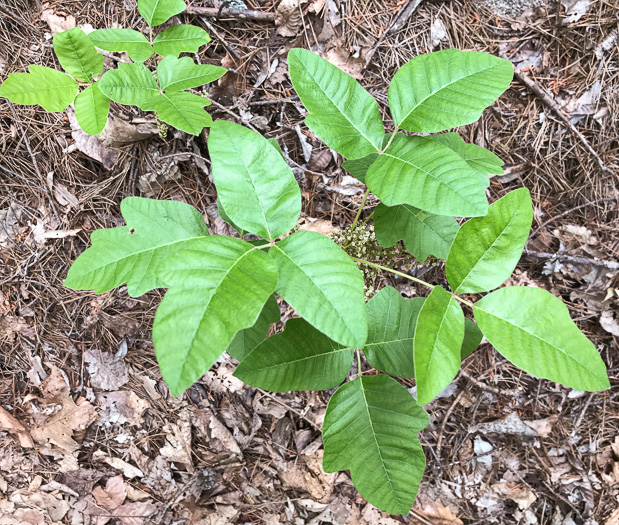 image of Toxicodendron pubescens, Poison Oak, Southeastern Poison Oak