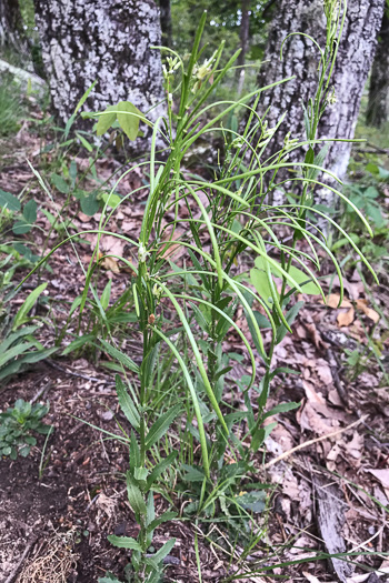 image of Borodinia missouriensis, Missouri Rockcress