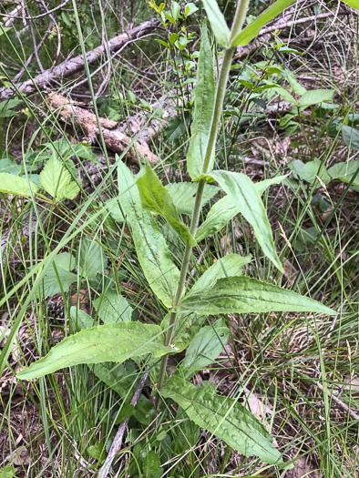 image of Penstemon sp. [of the Appalachian Piedmont], Beardtongue [Glassy Mtn HP]