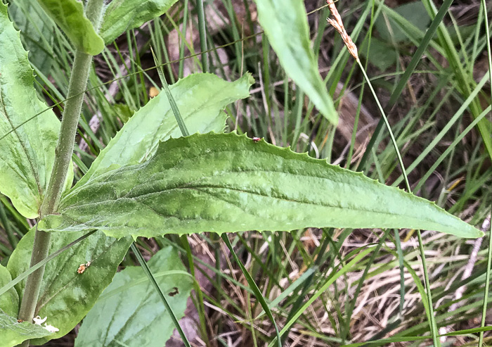 image of Penstemon sp. [of the Appalachian Piedmont], Beardtongue [Glassy Mtn HP]