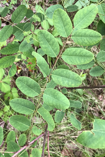 image of Amorpha glabra, Mountain Indigo-bush, Appalachian Indigo-bush, Mountain Indigo, Mountain False Indigo