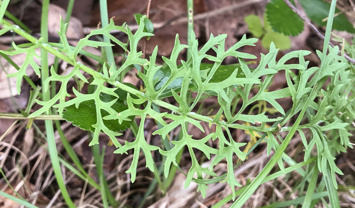 image of Packera millefolium, Blue Ridge Ragwort, Yarrowleaf Ragwort, Divided-leaf Ragwort, Blue Ridge Groundsel