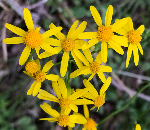 image of Packera millefolium, Blue Ridge Ragwort, Yarrowleaf Ragwort, Divided-leaf Ragwort, Blue Ridge Groundsel