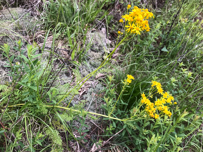 image of Packera millefolium, Blue Ridge Ragwort, Yarrowleaf Ragwort, Divided-leaf Ragwort, Blue Ridge Groundsel