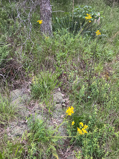 image of Packera millefolium, Blue Ridge Ragwort, Yarrowleaf Ragwort, Divided-leaf Ragwort, Blue Ridge Groundsel