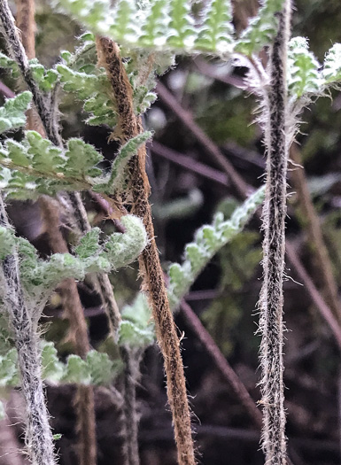 image of Myriopteris tomentosa, Woolly Lipfern