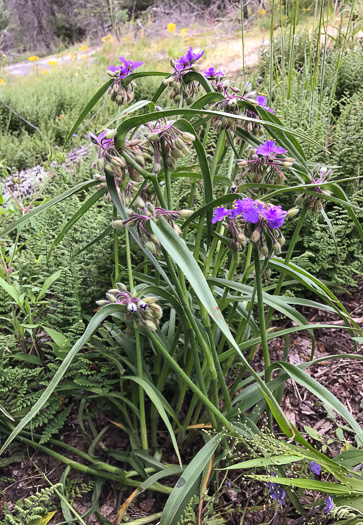 image of Tradescantia hirsuticaulis, Hairy Spiderwort