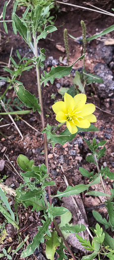 image of Oenothera laciniata, Cutleaf Evening Primrose