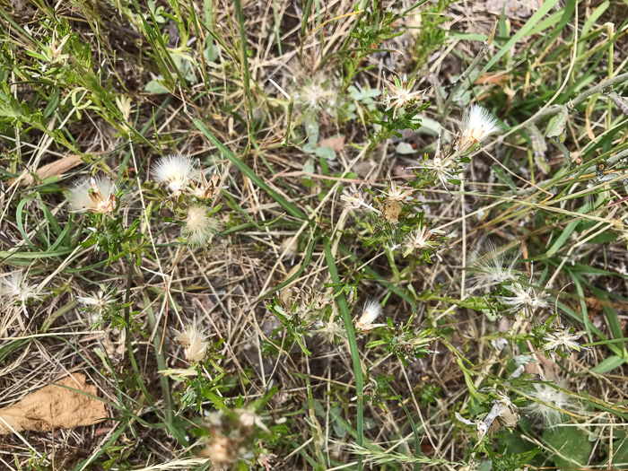 image of Facelis retusa, Trampweed, Fluffweed