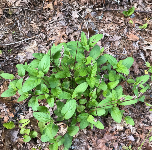 image of Prunella vulgaris var. vulgaris, Eurasian Self-heal, Eurasian Heal-all