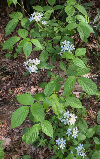 image of Rubus canadensis, Smooth Blackberry, Thornless Blackberry