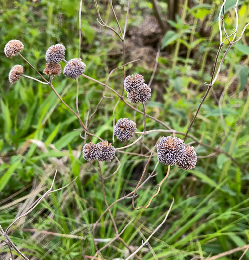 image of Pycnanthemum muticum var. 1, Short-toothed Mountain-mint, Downy Mountain-mint, Clustered Mountain-mint