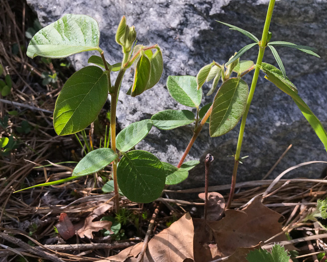 image of Desmodium obtusum, Stiff Tick-trefoil