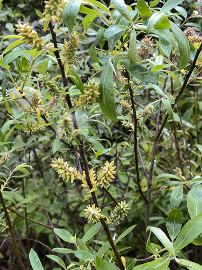 image of Salix humilis, Upland Willow, Prairie Willow