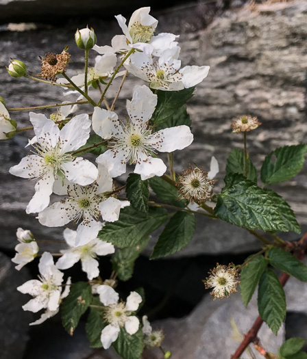 image of Rubus allegheniensis var. allegheniensis, Allegheny Blackberry