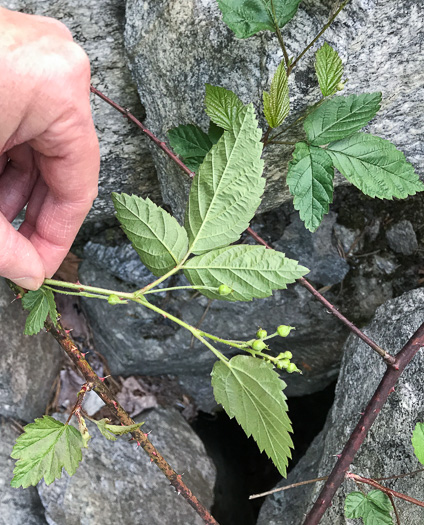 image of Rubus allegheniensis var. allegheniensis, Allegheny Blackberry