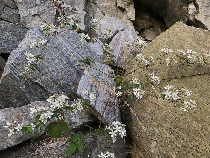 image of Rubus allegheniensis var. allegheniensis, Allegheny Blackberry