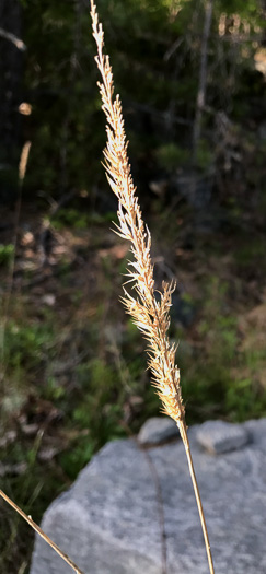 image of Greeneochloa coarctata, Nuttall's Reedgrass