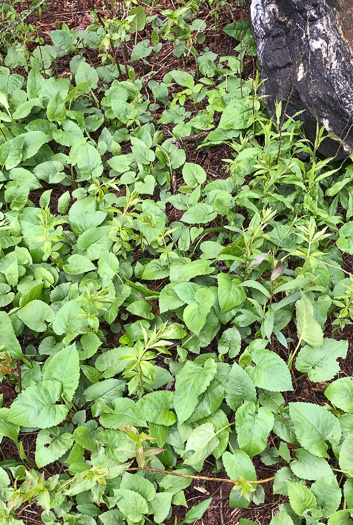 image of Eurybia macrophylla, Large-leaf Aster, Bigleaf Aster